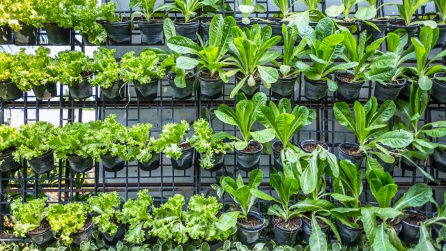 Innovative Vertical Gardening Solutions for Northern Beaches Sydney Homes