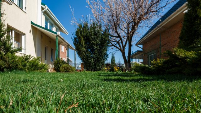 Best Lawn Care Tips for Sandy Soil