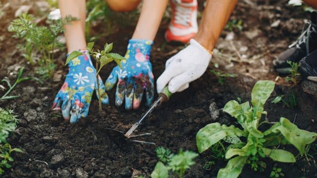 Seasonal Garden Care Tips for the Northern Beaches Climate