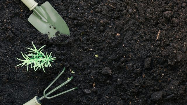 The Importance of Soil Health for Thriving Gardens in the Northern Beaches