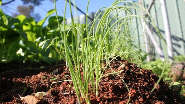 Top Plants That Thrive on Northern Beaches