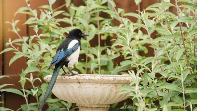 Creating a Wildlife-Friendly Garden