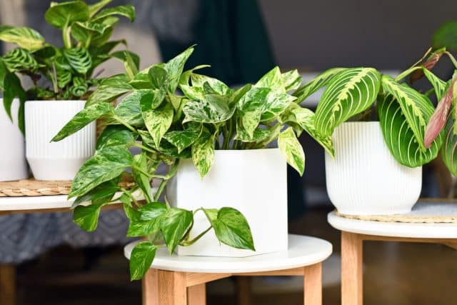 Various,Houseplants,Like,'marble,Queen',Pothos,Or,Prayer,Plant,In