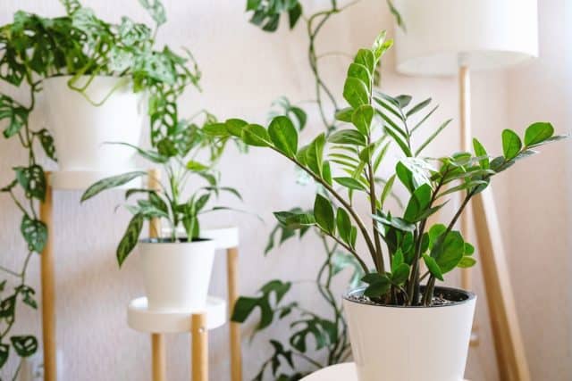 Zamioculcas,Zamiifolia,Or,Zz,Plant,In,White,Flower,Pot,Stands