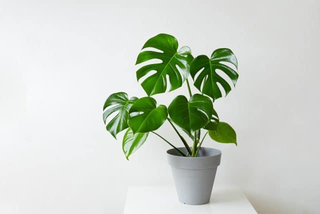 Monstera,Deliciosa,Or,Swiss,Cheese,Plant,In,A,Gray,Flower