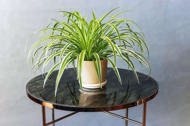 Chlorophytum,Comosum,Beautiful,Plant,In,A,Room,In,Daylight,On