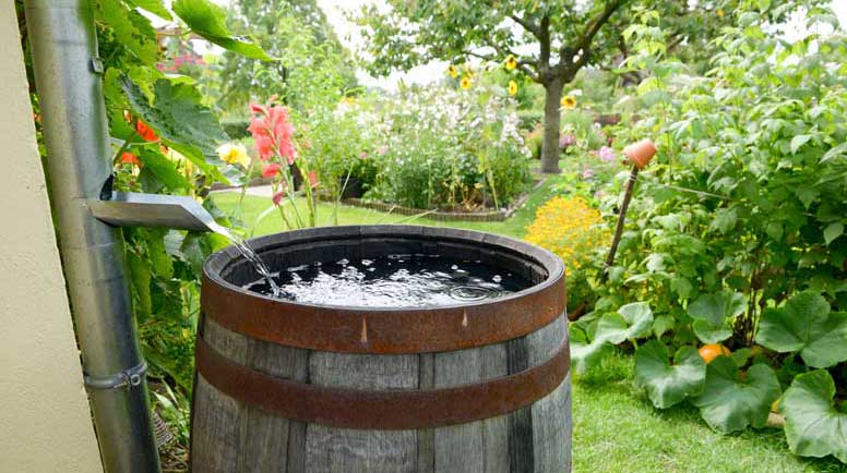 rainwater barrel with hose attached and a vegetable garden in the background
