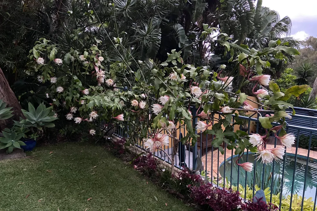 Landscaping Elanora Heights
