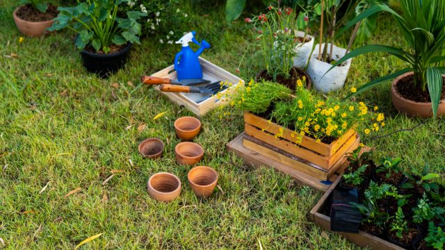 How to Choose the Best Plants for Your Northern Beaches Yard