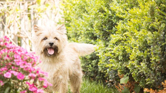 Designing a Pet-Friendly Garden Paradise in Your Northern Beaches Sydney Home