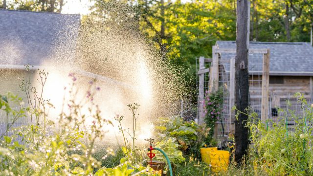 The Ultimate Guide to Watering Your North Shore Garden